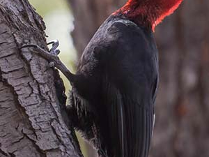 Carpintero Gigante (Campephilus magellanicus)