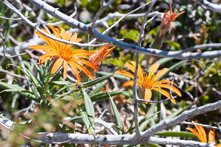Mutisias, Virreinas, Garofano di campo (Mutisia decurrens)
