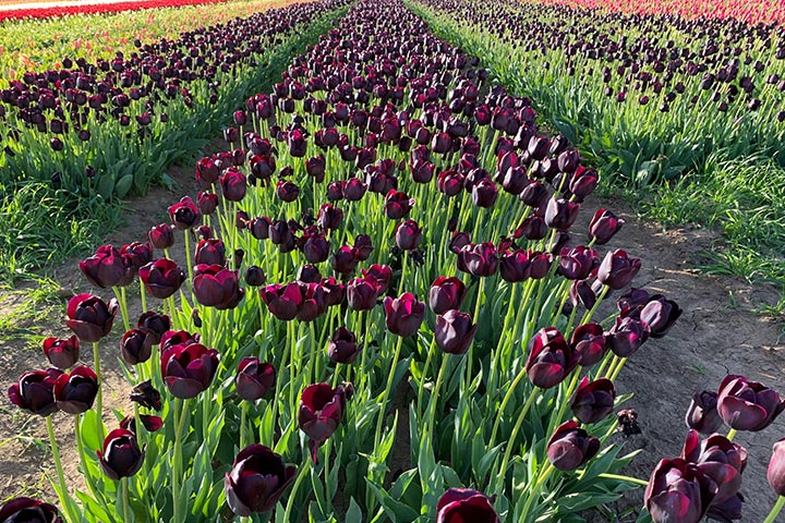 Tulipán en Patagonia